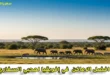 افضل الاماكن السياحية في إفريقيا لمحبي السفاري والحياة البرية